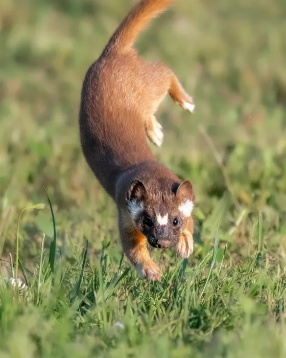 Lipinghu: Pounce on the target