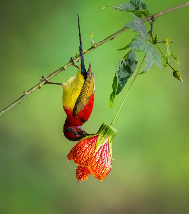 Li, Alex: Sunbird#4