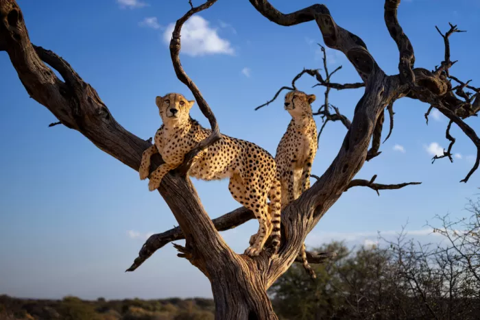 W, Joanna: Geparden - Namibia