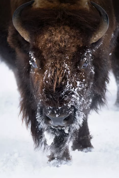 Lai, Vicki: Bison