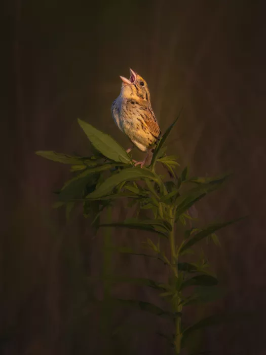 Z, Leechee: Chant ensoleillé du Henslow