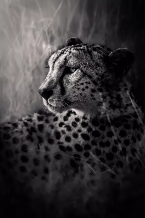 Khataw, Ali: Le Regard