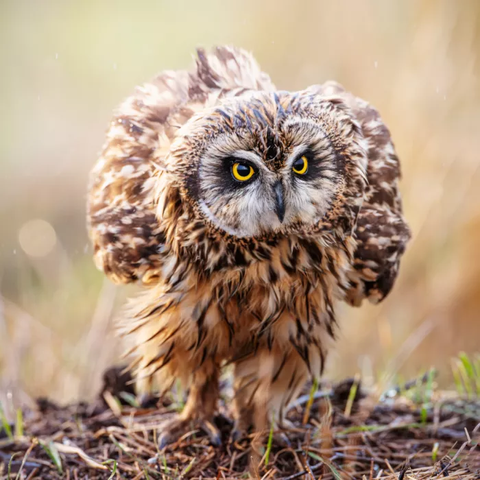(吉星高照), Taksing: short-eared owl