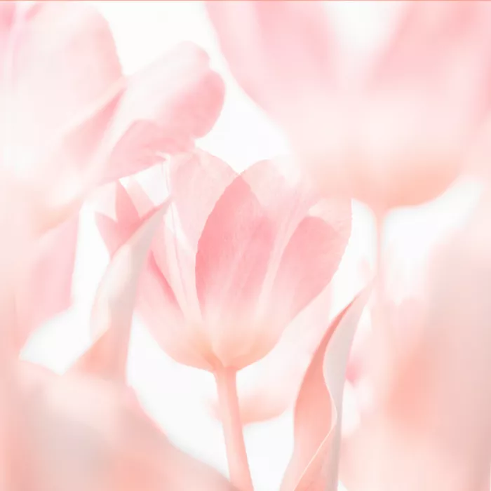 Krimpen, van Brigitte: Rosa ist es