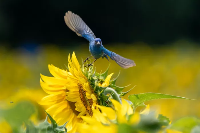 Zhou, Steven: Goldene Blüten und azurblaue Flügel
