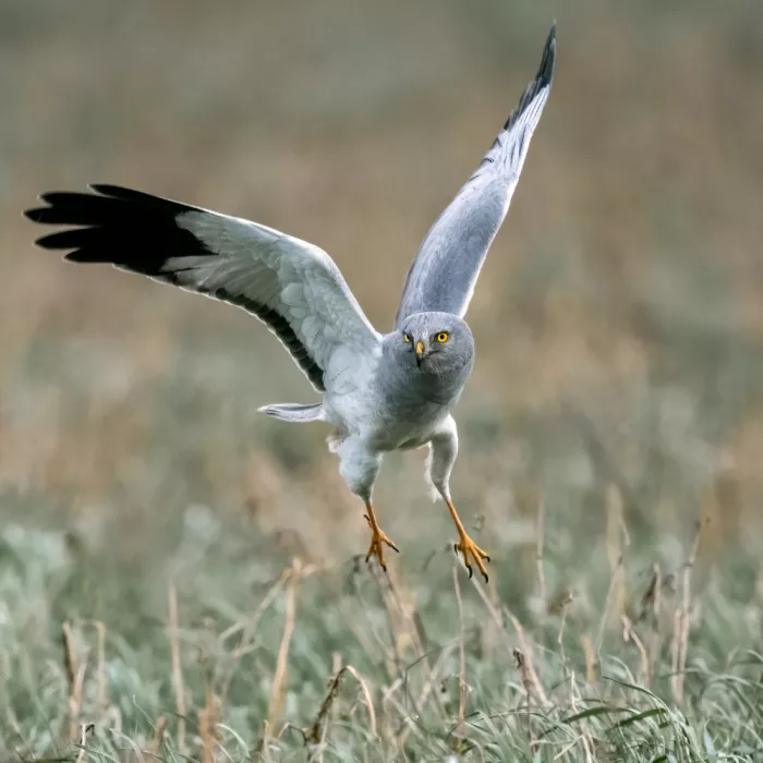 Helsen, Eddy: Landing
