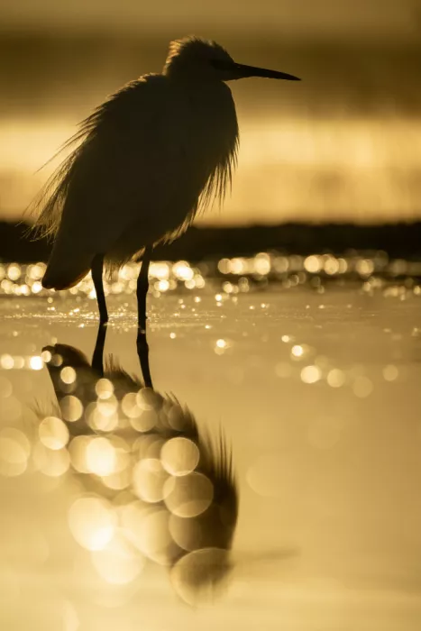 Felici, Massimo: Golden hour
