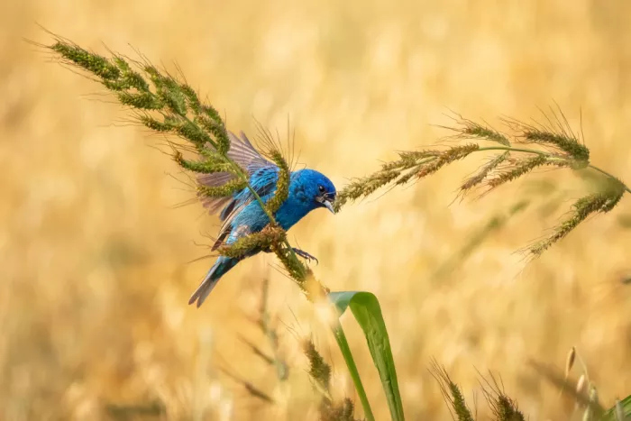 Zhou, Steven: A Songbird’s Feast 2