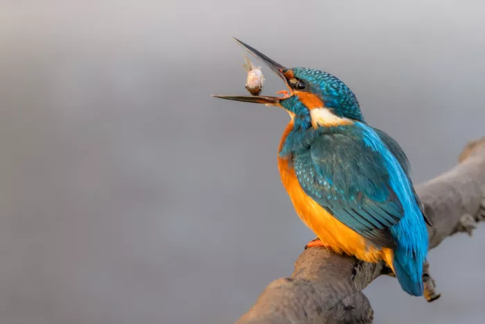 Haenen, Jeke: Kingfisher