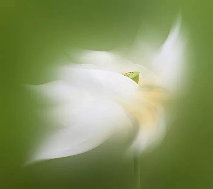 Guo, Liwen: Flor de Loto