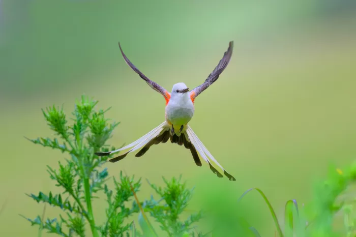 He, Mike: Hovering