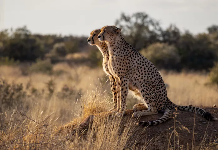 W, Joanna: Geparden - Namibia