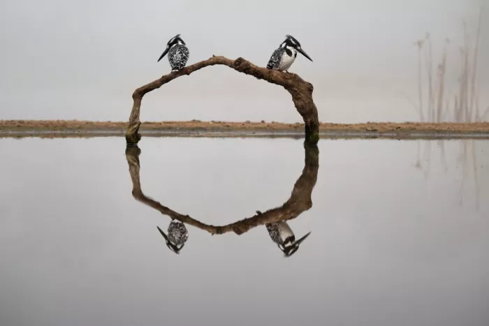 Pozzi, Marco: The circle of kingfishers