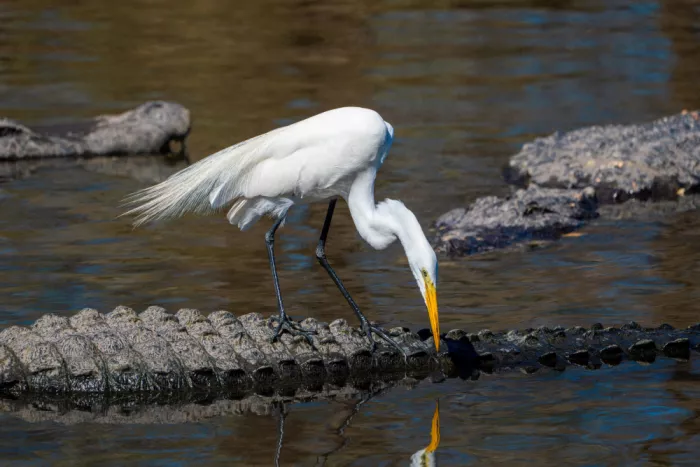 Esposito, Ed: Egret on Gator