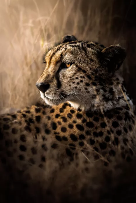 Khataw, Ali: Le Regard 2!