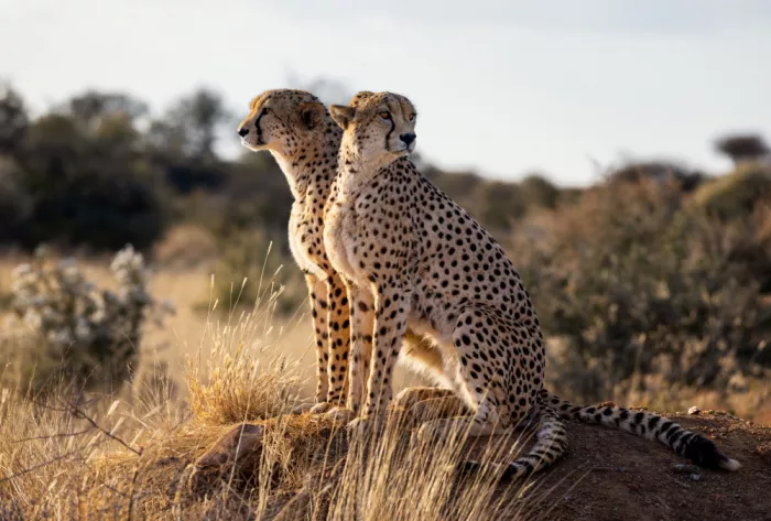 W, Joanna: Geparde - Namibia