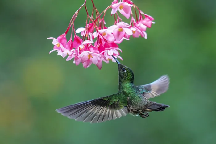 Qin, Xuemei: The Nectar’s Secret
