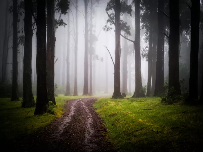 Li, Allan: Forest Mist