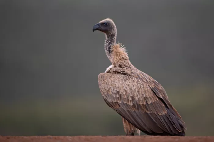 Pozzi, Marco: African Vulture