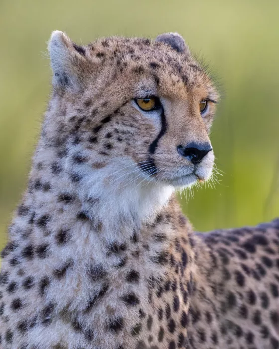 Elsheshtawy, Ahmed: Cheeta
