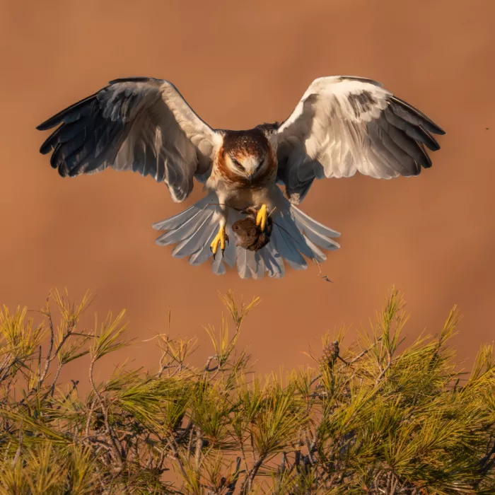 Wang, Victor: A Juvenile White-Tailed Kite Bringing Home a Vole