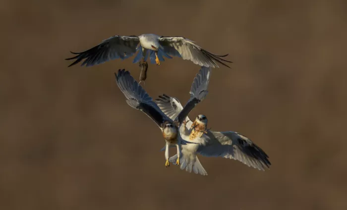 Huang, Johnson: White tailed kite no in