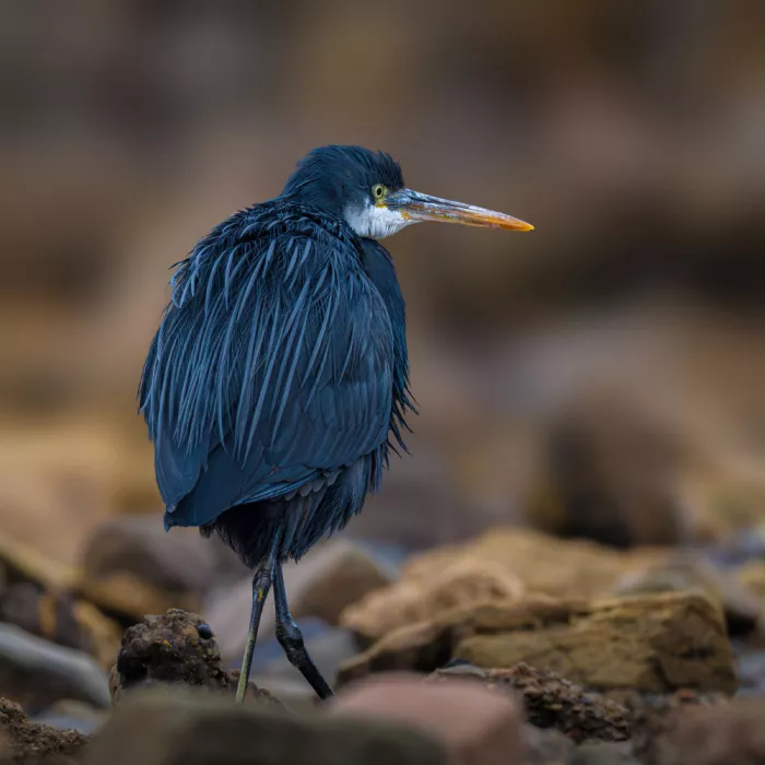 mahmoud, Adel: Egretta gularis