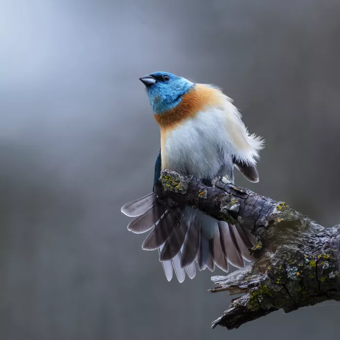 (吉星高照), Taksing: Lazuli bunting