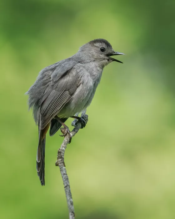 Ehrmann, Jon: Il Posto del Catbird