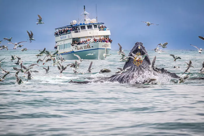 Sink, C. Jeffrey: Now this is whale watching