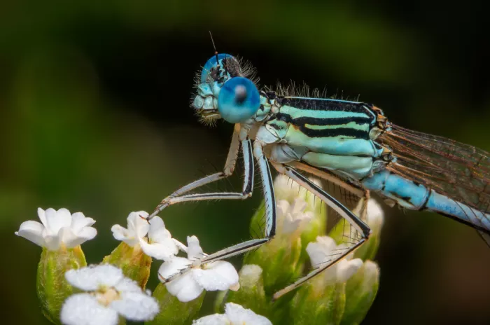Andrica, Eduard: White-legged Damselfly