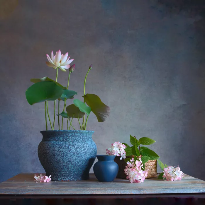 Zhou, Fangping: Loto e hortensia