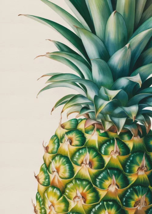 Magnusson, Andreas: Ananas Nahaufnahme