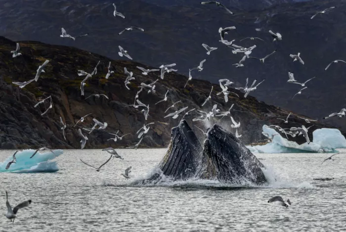 NOTO, DI GENNARO: synchronized fishing