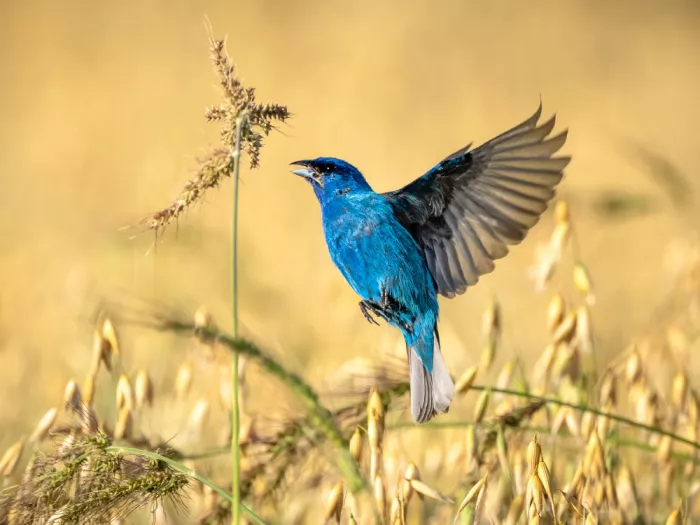 Zhou, Steven: Blue Poise at Golden Grains