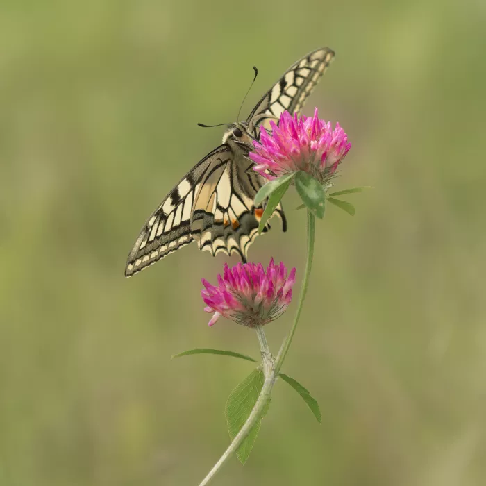 Keizer, Annie: The queen of butterflies.
