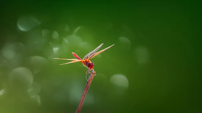 Joanaduenas: Anisoptera 7D0341