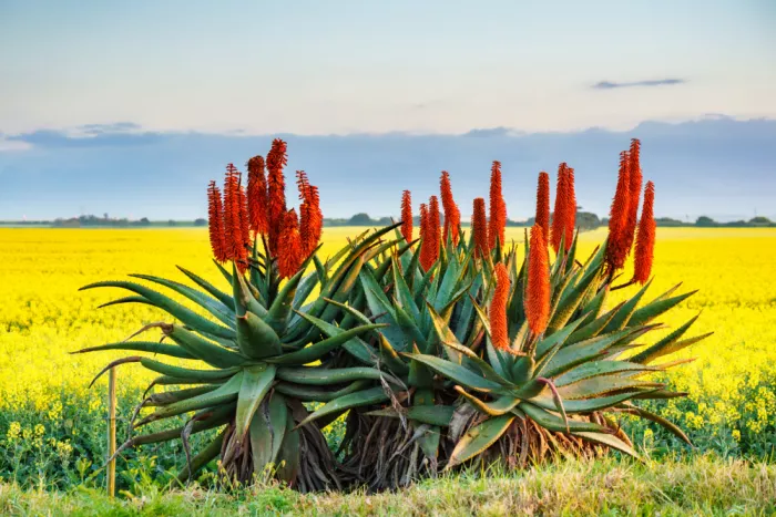 Steenkamp, Etienne: Aloe in a Canola Field