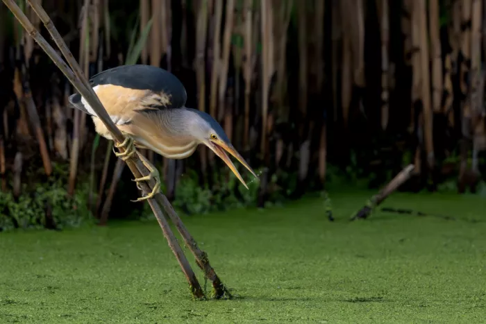 Helsen, Eddy: Little bittern