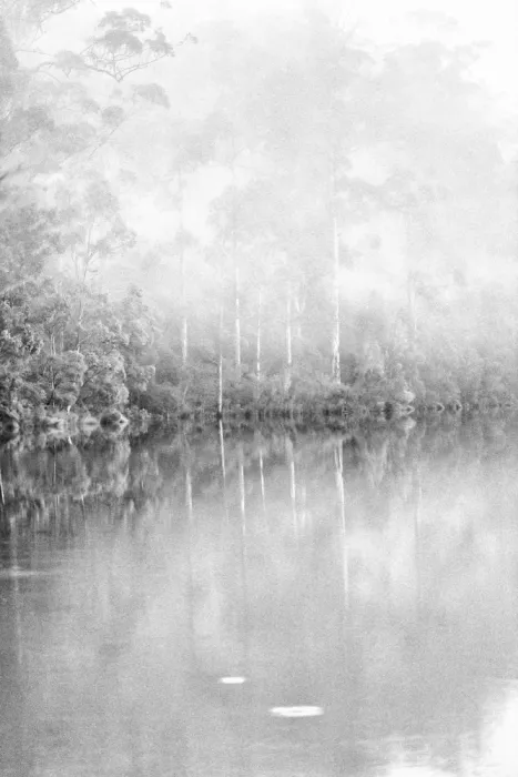 Henley, Nadine: Forest mist