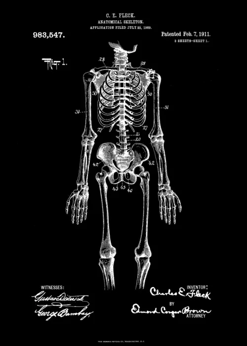 Magnusson, Andreas: Anatomisches Skelett Patent 1911