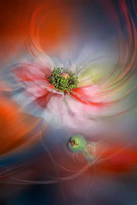 Jacobs, Lydia: Fiore turbinoso