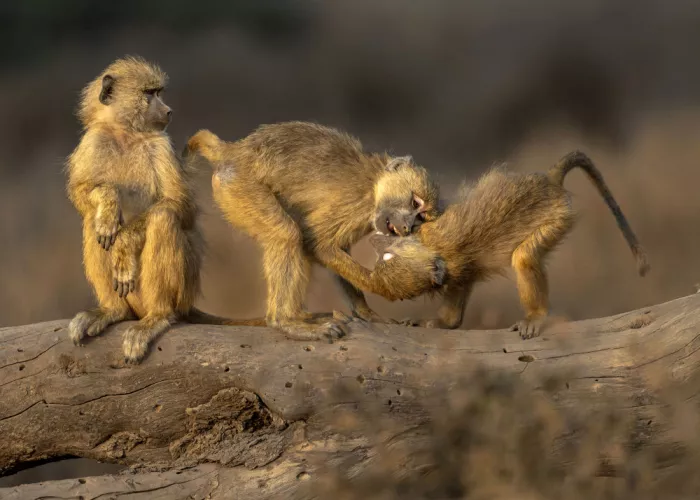 Gu, Zeren: Monkey Kids Playfighting