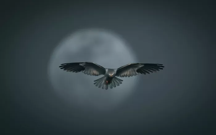 Wilson, Guy: I Am The Night