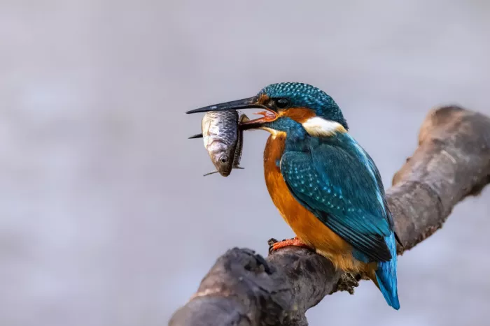 Haenen, Jeke: Kingfisher