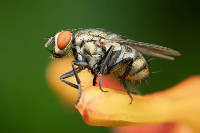 Lester, D Linda: La Mosca