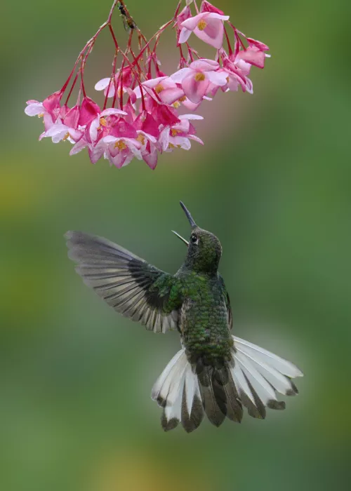 Qin, Xuemei: Dancing Toward Nectar