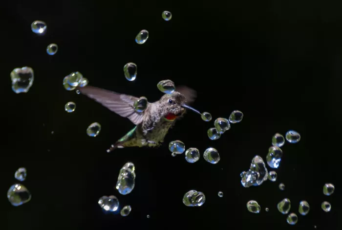 Huang, Johnson: Colibrí jugando con agua
