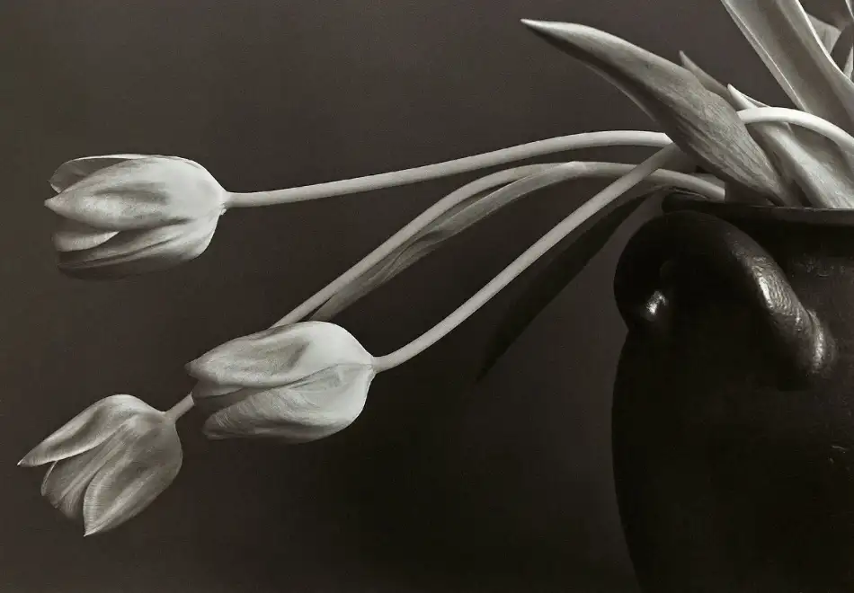 Wallberg, Allan: tulipány.