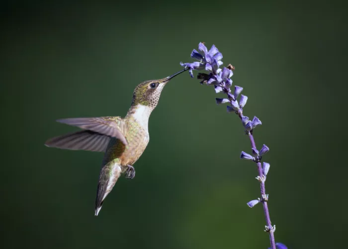 Chen, Li: Hummingbird